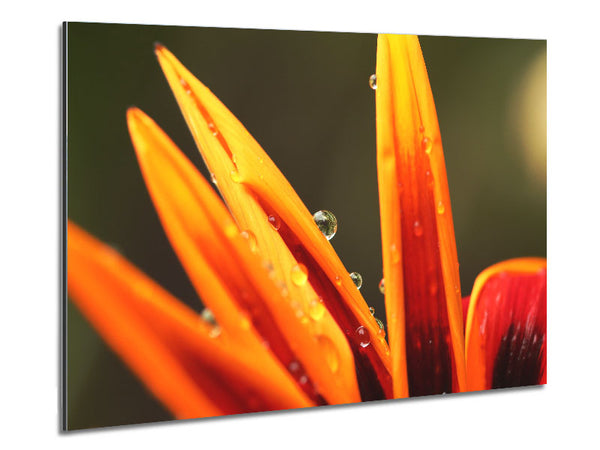 Water droplets on a yellow flower