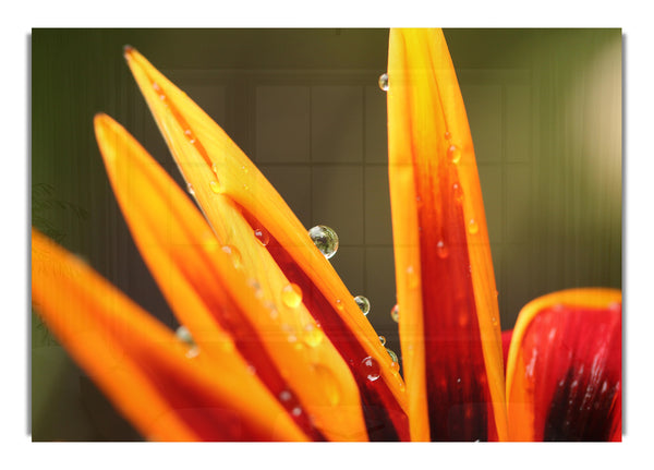 Water droplets on a yellow flower