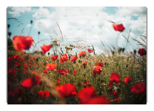 Red Poppies reaching the sky