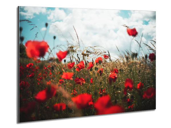 Red Poppies reaching the sky