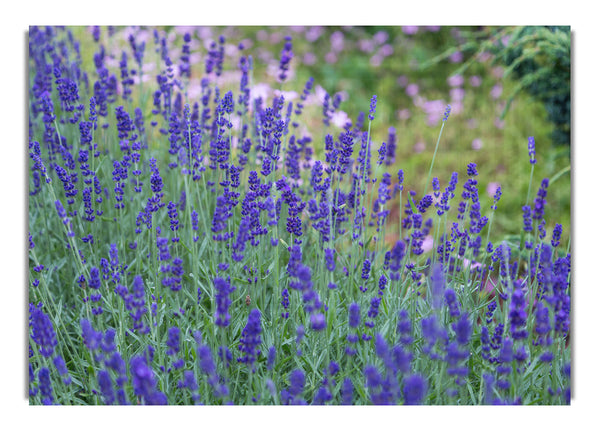 Purple flowers in the meadow spring