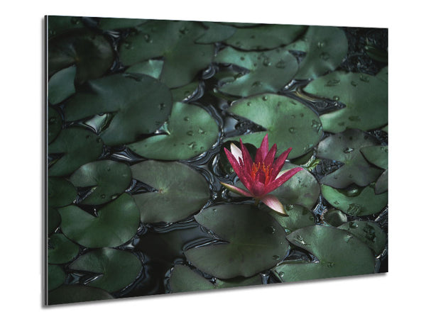 Lotus peering above the lilly pads