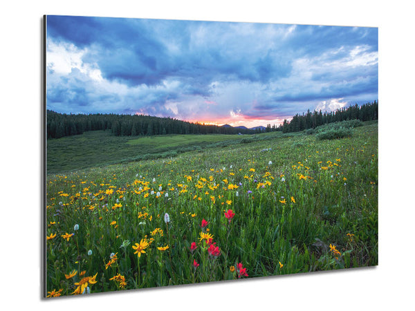 Spring meadow between the trees