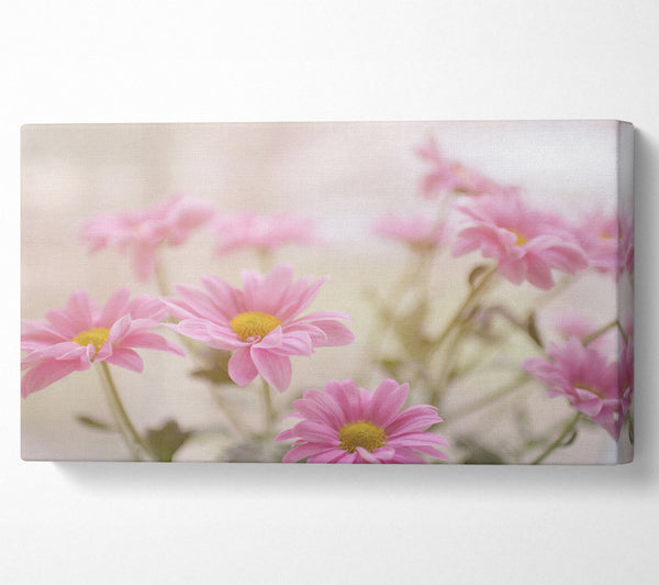 Pink flowers in soft light