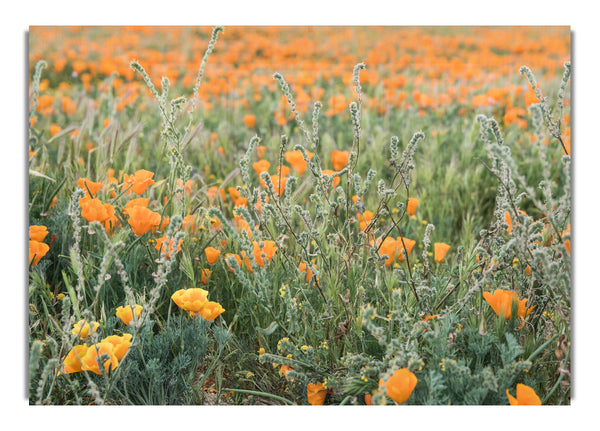 Orange flowers in the spring field