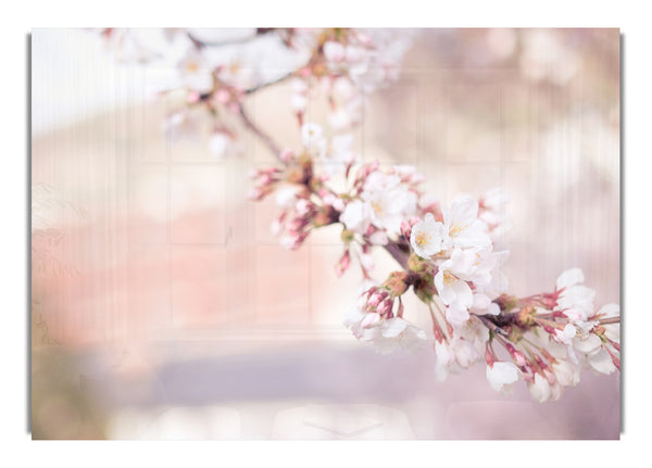 Cherry blossoms decending branch