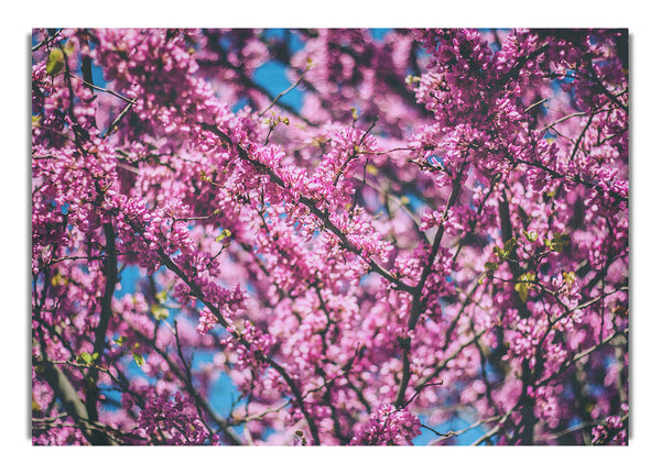 tree blossom flowers on a blue sky