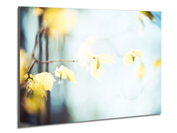 Bleached leaves