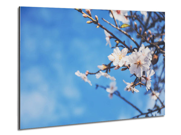 White blossom flowers  off a branch