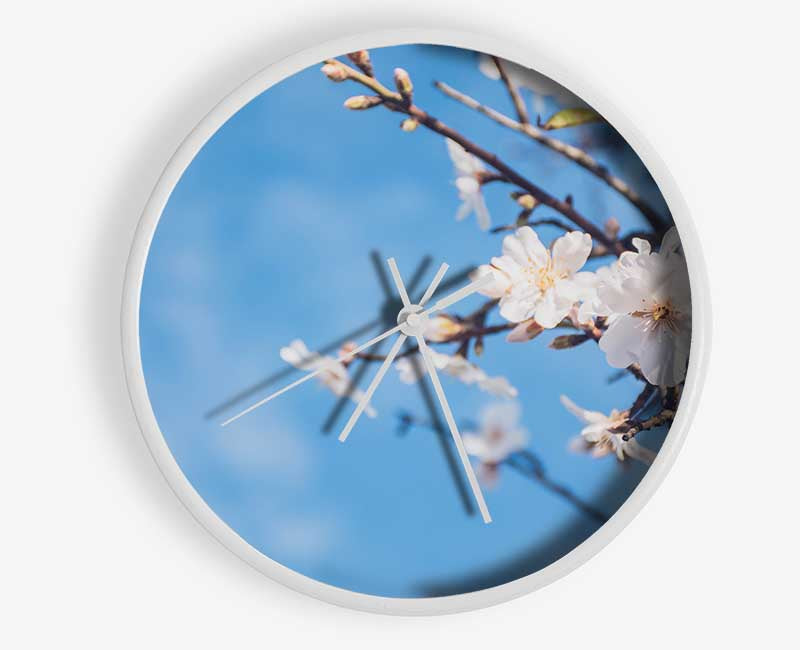 White blossom flowers  off a branch Clock - Wallart-Direct UK