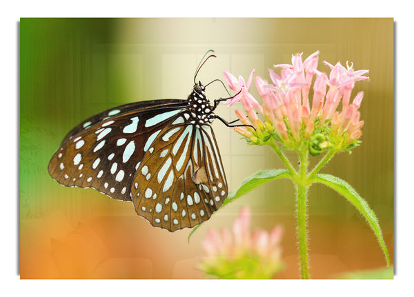 Butterfly feeding time