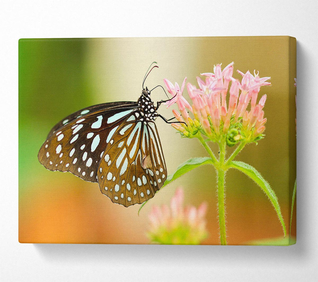 Picture of Butterfly feeding time Canvas Print Wall Art