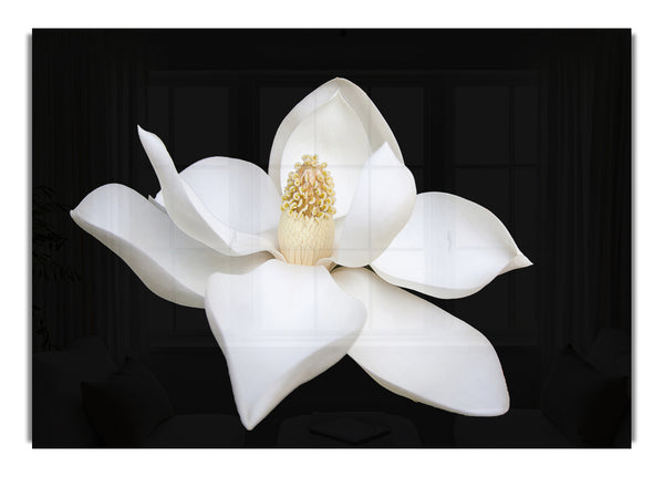 White flower on black delicate