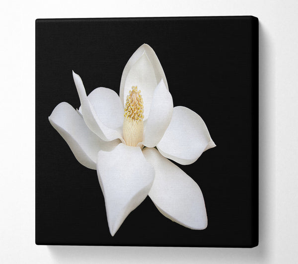 A Square Canvas Print Showing White flower on black delicate Square Wall Art