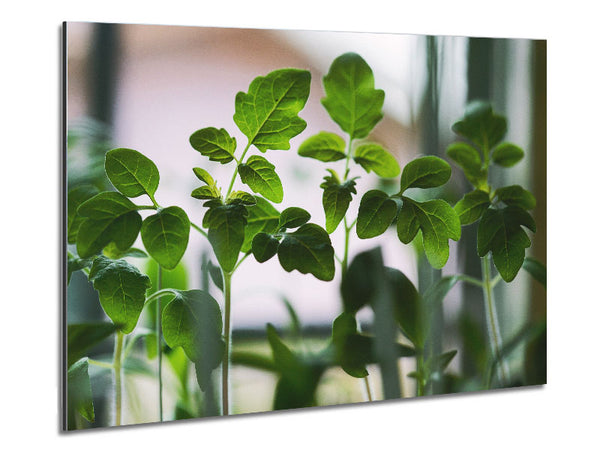 Baby foliage growing