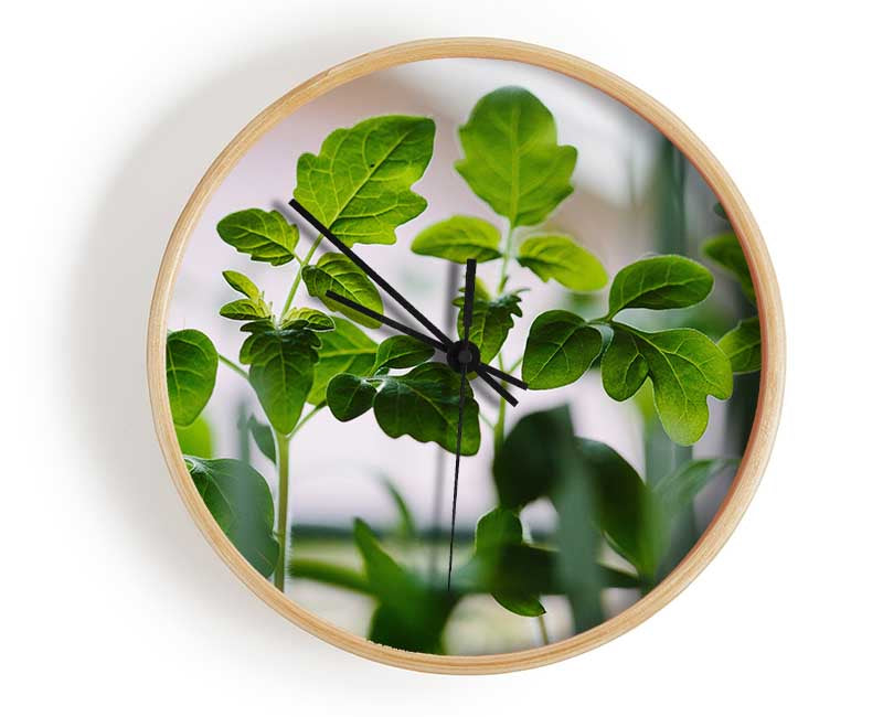 Baby foliage growing Clock - Wallart-Direct UK