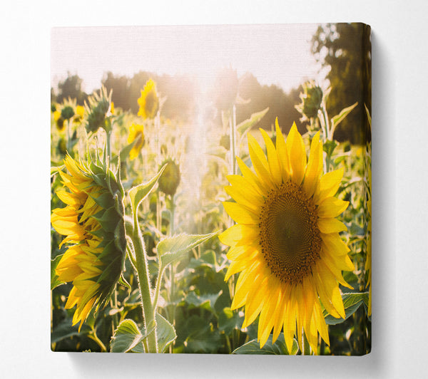 A Square Canvas Print Showing Sunflowers standing tall Square Wall Art