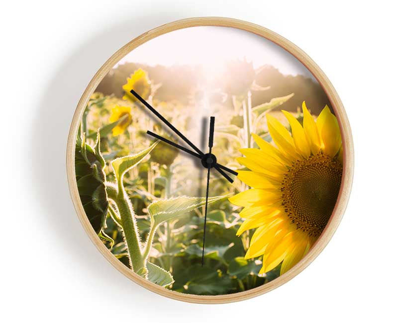 Sunflowers standing tall Clock - Wallart-Direct UK