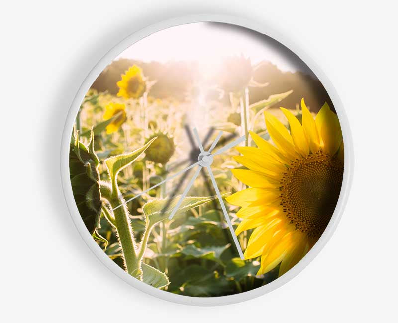 Sunflowers standing tall Clock - Wallart-Direct UK