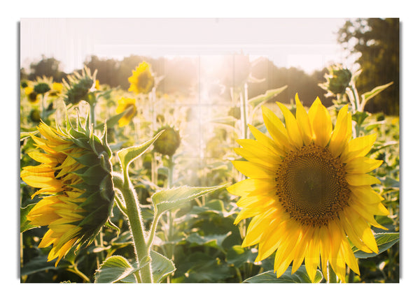 Sonnenblumen stehen hoch