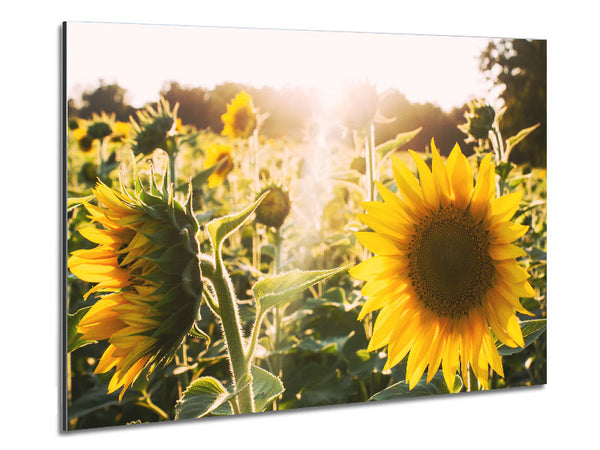 Sunflowers standing tall