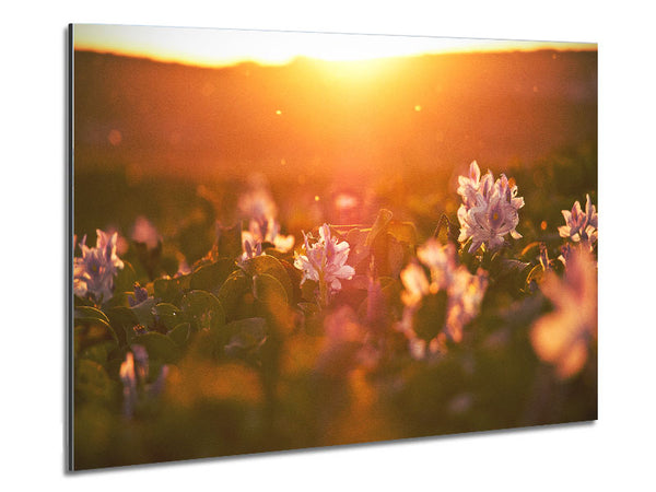 Diffused light on the meadow