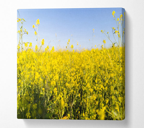 A Square Canvas Print Showing Summer harvest fields Square Wall Art