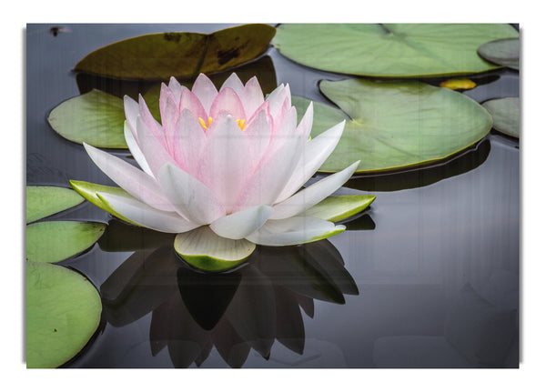 Pond plant floating on the lake