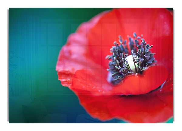 close look inside a poppy