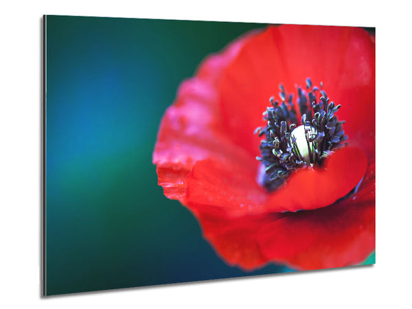 close look inside a poppy