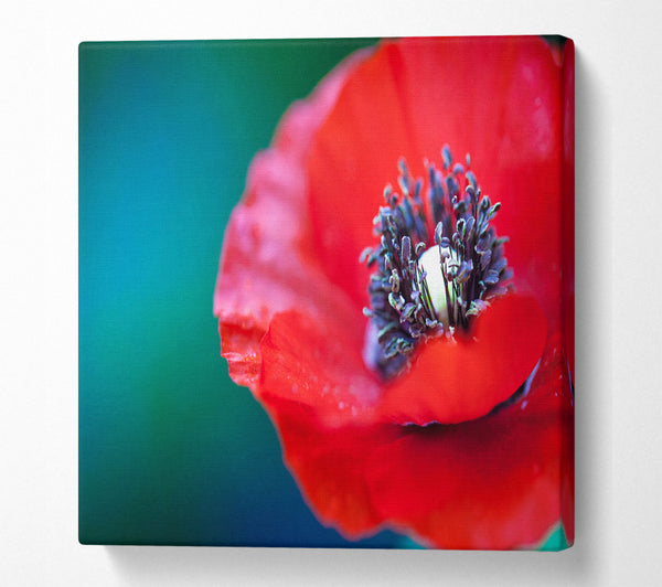 A Square Canvas Print Showing close look inside a poppy Square Wall Art