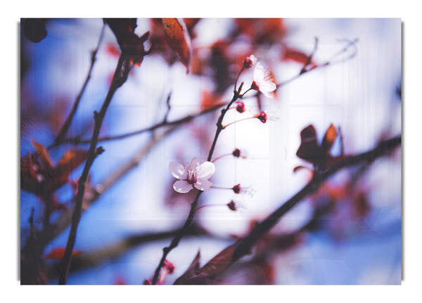 Tree blossom last standing