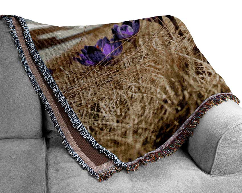 Purple crocus sprouting through the grass Woven Blanket