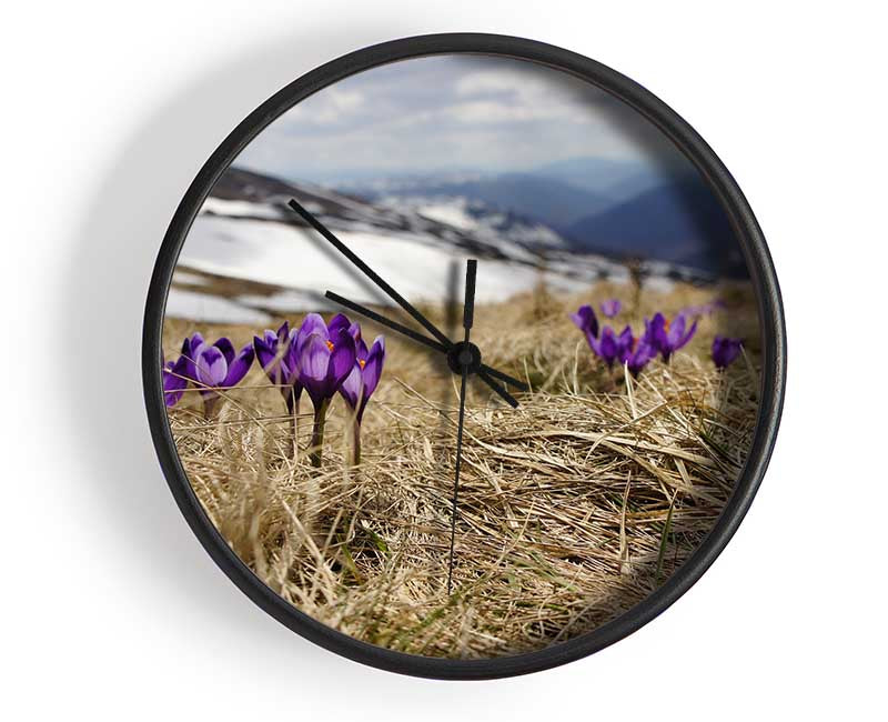 Purple crocus sprouting through the grass Clock - Wallart-Direct UK