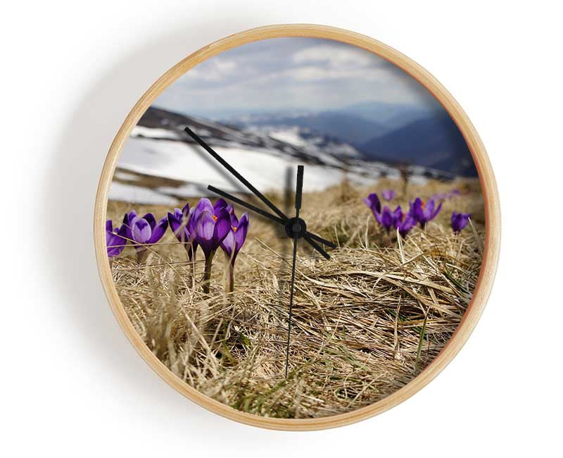 Purple crocus sprouting through the grass Clock - Wallart-Direct UK