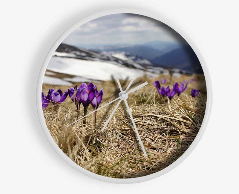 Purple crocus sprouting through the grass Clock - Wallart-Direct UK