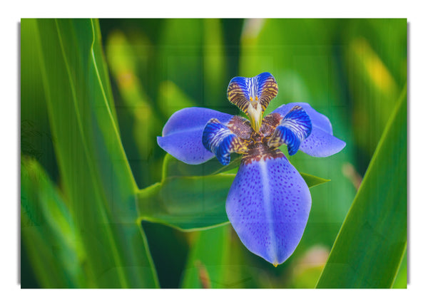 Kleine blaue Blume im Bild