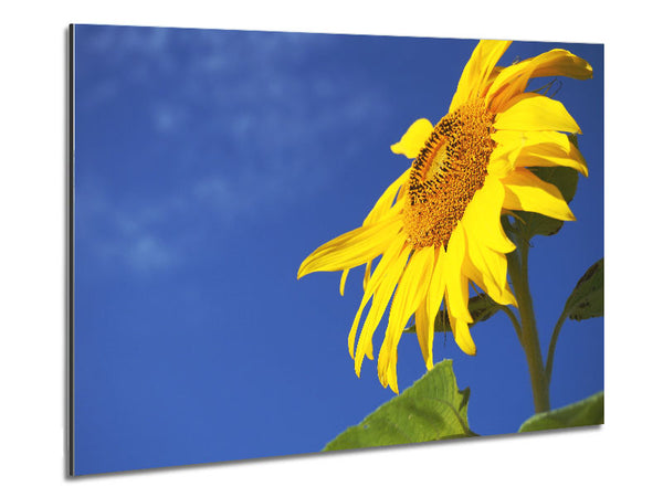 Yellow sunflower standing above the rest