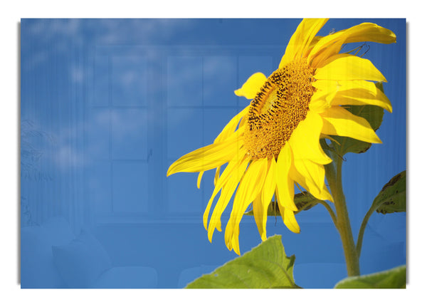 Yellow sunflower standing above the rest