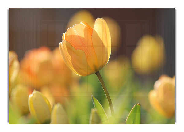 Yellow tulip in the spring