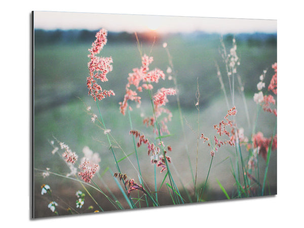 Peach coloured flowers in the morning meadow