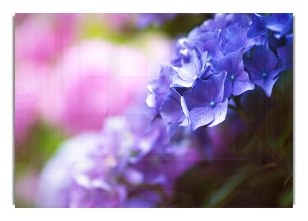 Pretty small purple flowers