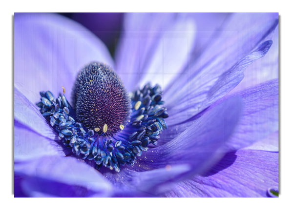 Purple flower inside detail