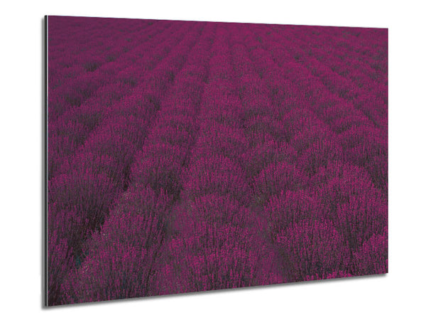 Impressive fields of lavender