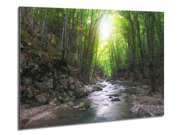 Green woodland stream walk