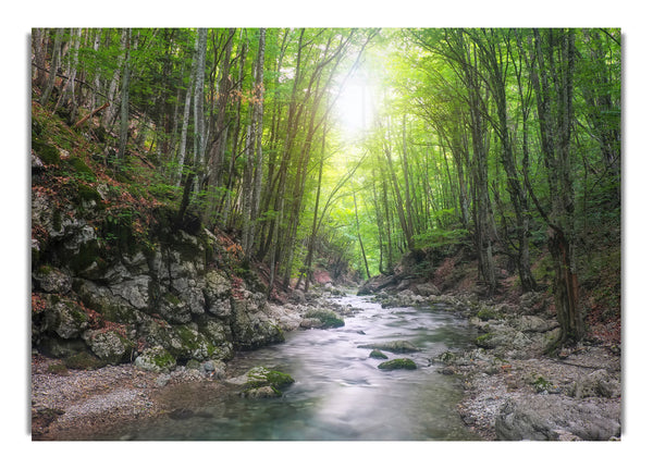 Green woodland stream walk