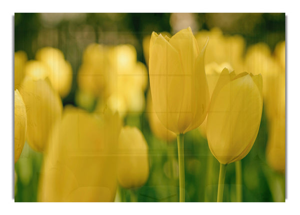 Yellow tulips supreme