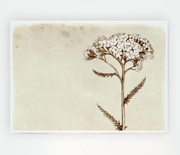 Floral Beauty Sepia Print Poster Wall Art