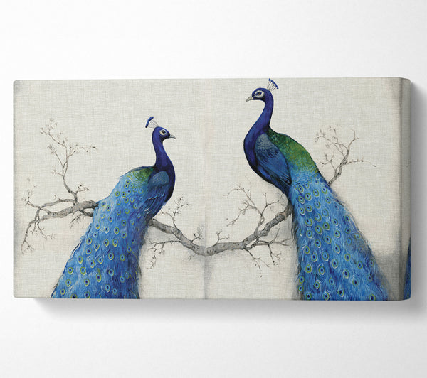 The Peacock Duo