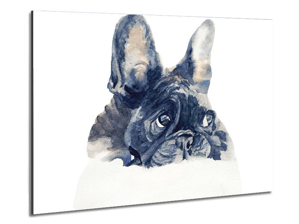 Cute French Bulldog